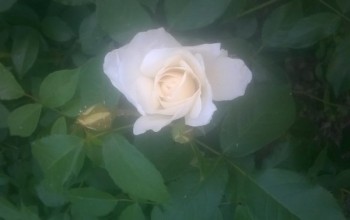Міха, года, Белая Церковь