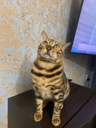 Игорь, лет, 